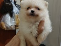 Pomeranian boo yavrularım