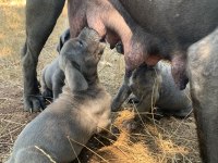 KALİTELİ SAĞLIKLI CANE CORSO BEBEKLER