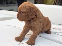 Redbrown Maltipoo 