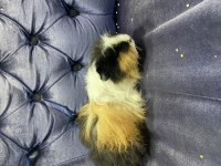 6 aylık erkek ginepig