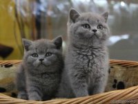 Show kalite WC eğitimli son gri british shorthair bebekler