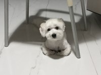 Üç aylık yavru köpeğimiz