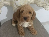 Maltipoo Kalite Yavrular Irk Sağlık Garantili
