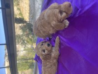 Maltipoo yavrularımız