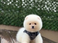 Mükemmel tüy yapısı pomeranian boo