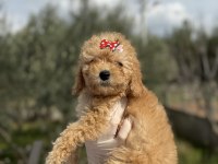 Dişi poodle güzeller güzeli kızımız