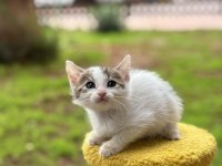 2 AYLIK DİŞİ YAVRU KEDİMİZ
