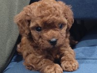 Oyuncak boy toy poodle bebekler