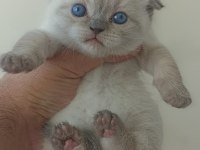 Safkan anne baba Blue point british shorthair bebekler