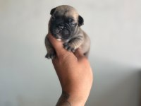 EXOTİC FRENCH BULLDOG YAVRULARIM REZERVEYE AÇIKTIR