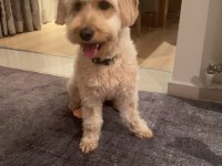 Maltipoo kızım 1.5 yaşında
