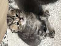 Golden Tabby Yavru Kedimiz