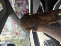 RED TOY POODLE YAVRULARIM 