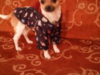 Zorunluluktan chihuahua