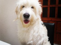 Golden Doodle Mix (DİŞİ)