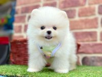Ayı Surat Pomeranian