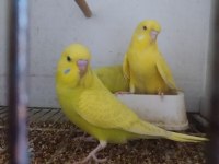 Yeni bebek muhabbet kuşları