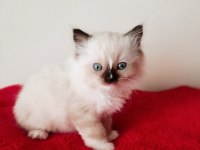 Uygun fiyata ragdoll yavru