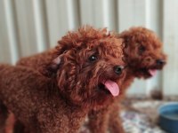 Kore toy poodle yavrularımız ruhsatlı çiftliğimizden