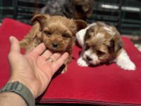 Petmode köpek çiftliğinde ziyarete açık morkie