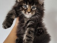 Maine Coon Dev Kediler Üst Kaliteli