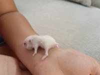 Gonzales Hamsterlar