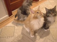 İlloai ve Arthur maine coon yavruları hepsi şampiyon adayı