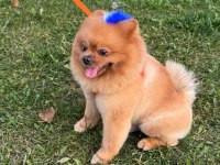 15 09 2022 doğumlu erkek pomeranian