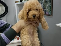 3 aylık toy poodle