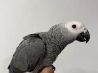 ZEYTİN GÖZ YAVRU JAKO BELGELİ