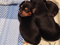 0 numara safkan minyatür pinscher çok tatlı yavrular