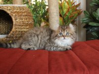 American Curl Türkiyede TEK Safkan Şecereli Zeki Oyuncu