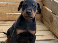 A KALİTE DOBERMAN YAVRULARI