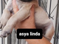 Pug mops bebekler