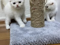 Scottish fold bebekler