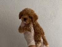 Gerçek Tamamen Orjinal Teacup Garantili Maltipoo