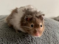 HAMSTER-GONZALES YAVRULARIMIZ HERYERE GÖNDERİM
