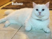 Beyaz British Shorthair