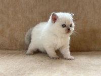 Eşsiz Güzellikte Point British Shorthair