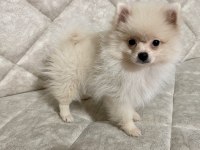 4 Aylık Dişi Pomeranian