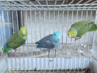 FORPUS YAVRU VE YATİŞKİN PONÇİKLERİMİZ 