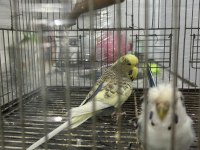 Japones ve jumbo ayarında erkek muhabbet kuşu