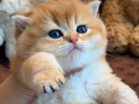 Yavru Bebek British Shorthair