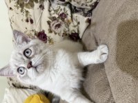 Erkek british shorthair beyaz