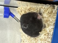 Suriye hamster yavruları