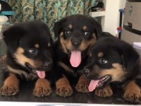 Rottweiler Safkan Köpekler