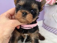 Teacup Yorkshire Terrier Minikler