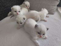 SAFKAN RAGDOLL BLUE BI COLOR 5 ADET YAVRU