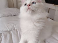 British Longhair Erkek 3 Aylık Yavrularımız