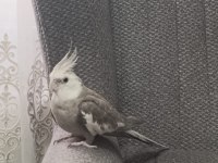 Ele alışkın sultan papağanı